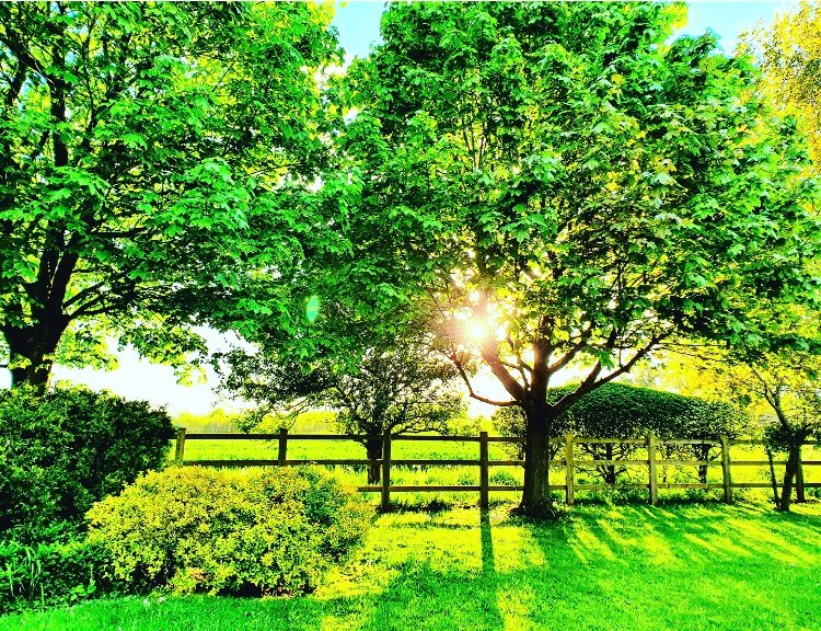 WriterRDavid's tweet image. Garden on the edge of summer

#summertime #gardenlife #author #inspiration #authorslife
