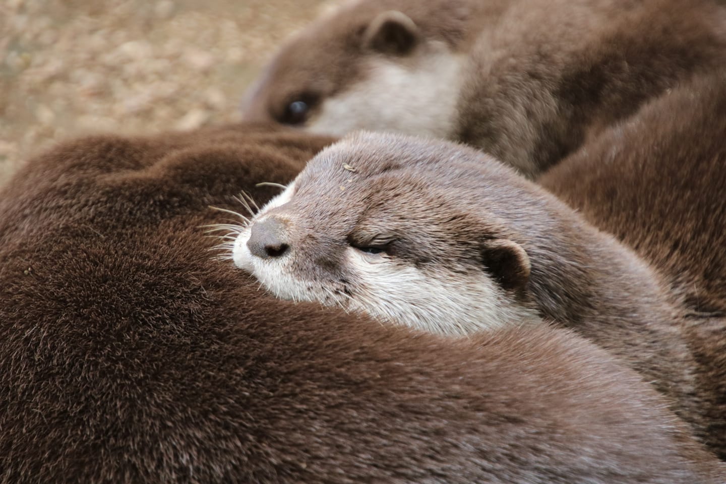 埼玉県こども動物自然公園 公式 今日は 世界カワウソの日 World Otter Day です この日は 絶滅の危機にある野生のカワウソの保護や保全活動を行っている Iosf という団体が 毎年5月の最終水曜日にカワウソの現状について考えてもらおうと定めた日