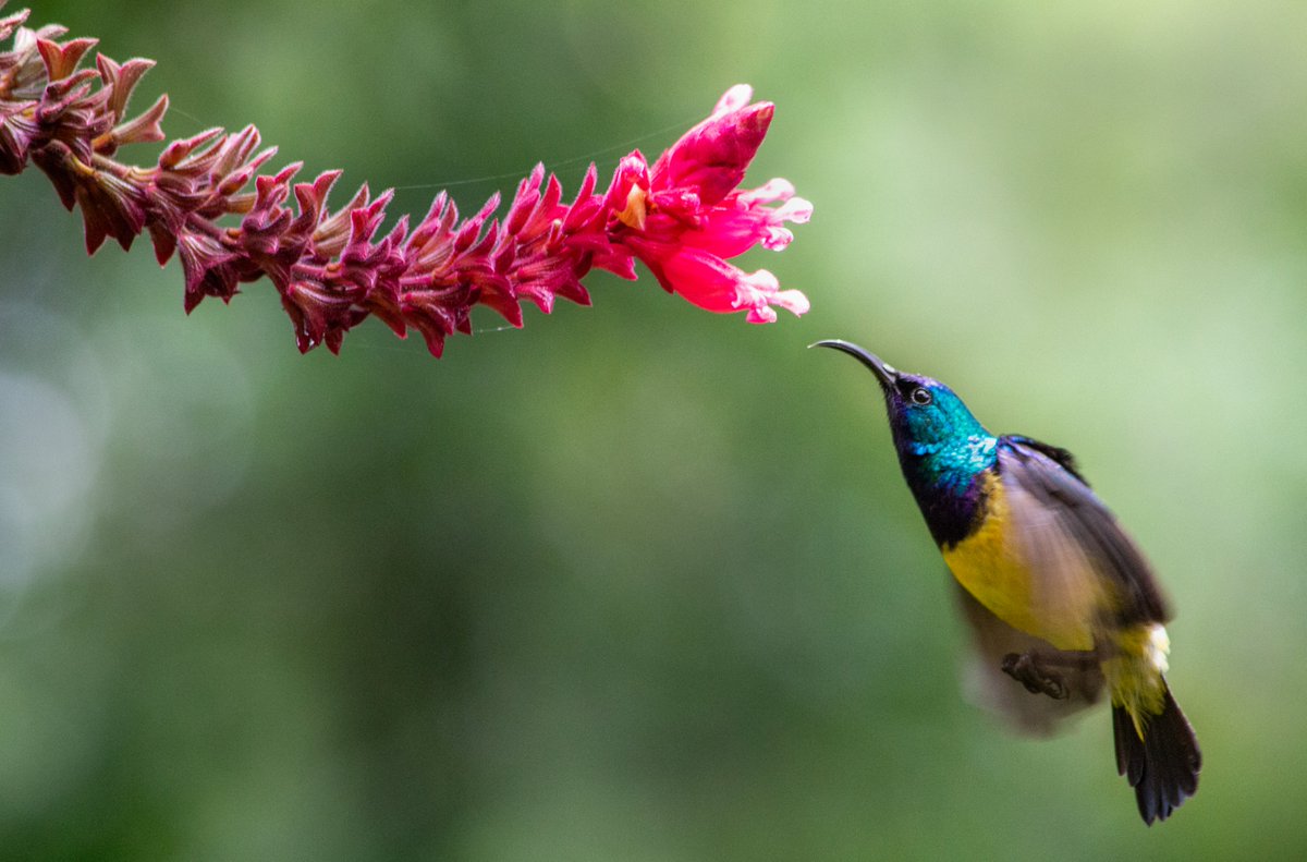 jamesecology's tweet photo. Language barriers in global bird conservation - where do they occur? For which species? How do we overcome them? 

Check out our new pre-print led by @Pablo_Negret with @tatsuya_amano @da_schmins @bkwoodworth et al.

https://t.co/ihANs1OHxS https://t.co/cyEvN7mtRv