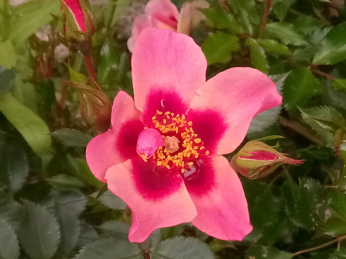 #RoseWednesday
New rose