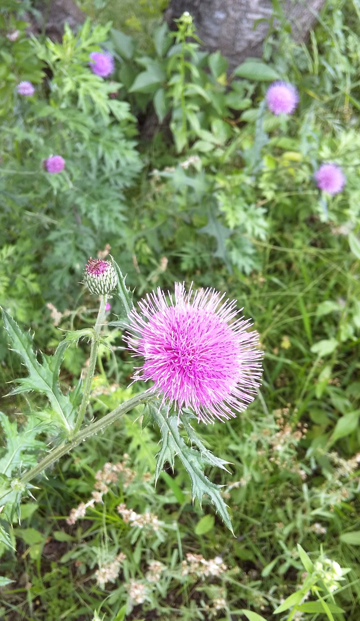 塩音 鈴 帰り道で見つけた大きなアザミ かっこよくて思わず撮ってしまいましたwついでに周辺の風景も 天気が悪くて月は諦めましたが 今日も今日とて良い日でした 今日の帰り道 T Co 6fspn9fx4c Twitter