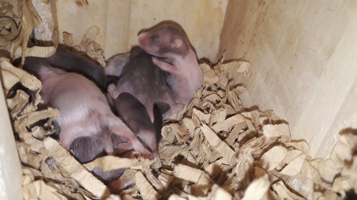 ハムスター里親募集 Hashtag Pa Twitter