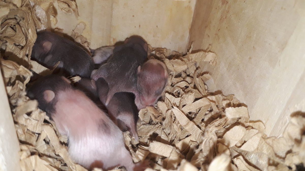 ハムスター里親募集 Hashtag Pa Twitter