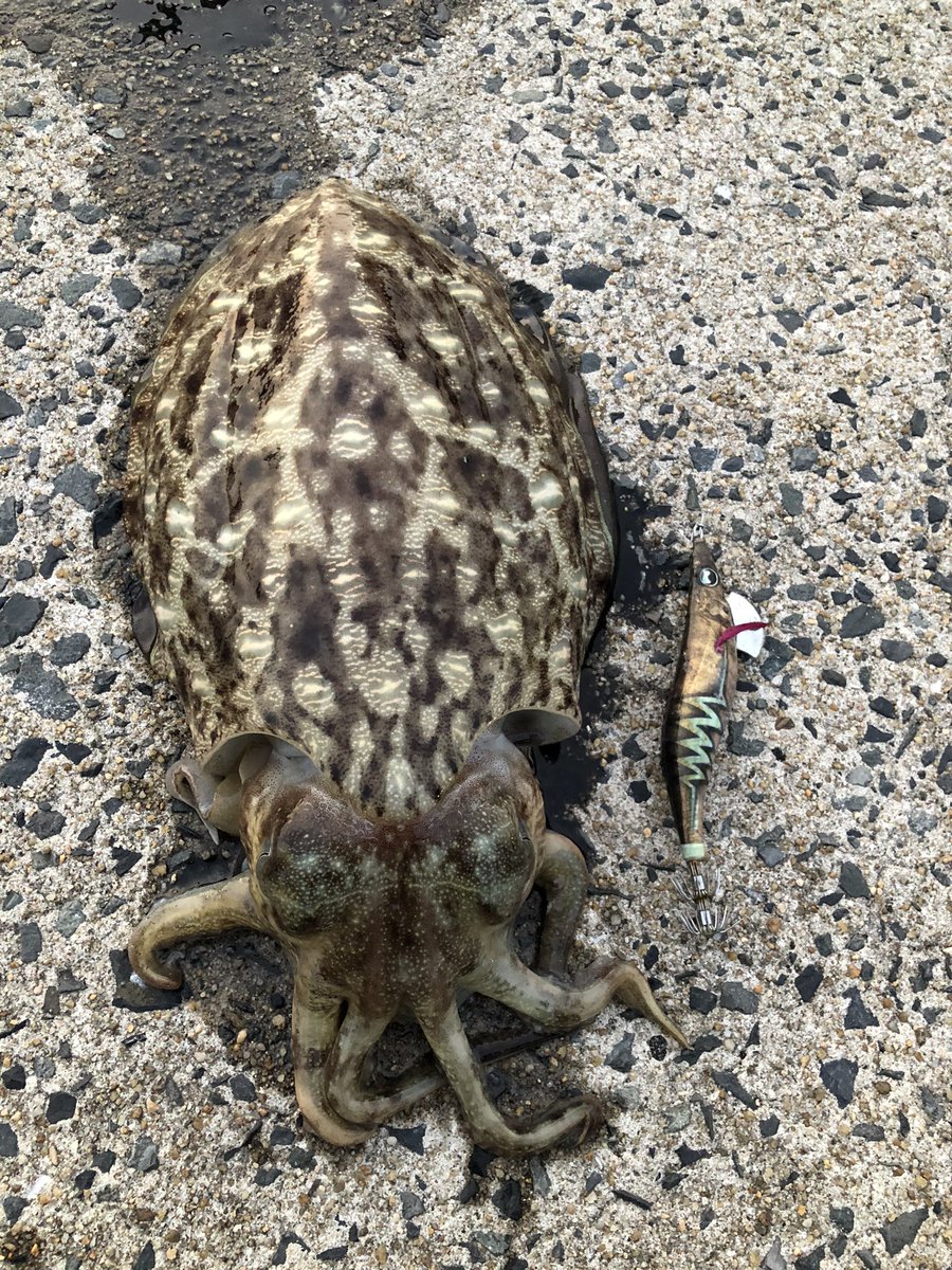 DX39715648's tweet photo. 福岡、主に北九州でエギングしてます🦑
福岡でエギングされてる方と情報共有など出来たらなと思ってアカウント開設しました😊
気になった方どんどんフォローしていきますんで良かったらフォローお願いします🤲🤲 https://t.co/TIhk22dQlH