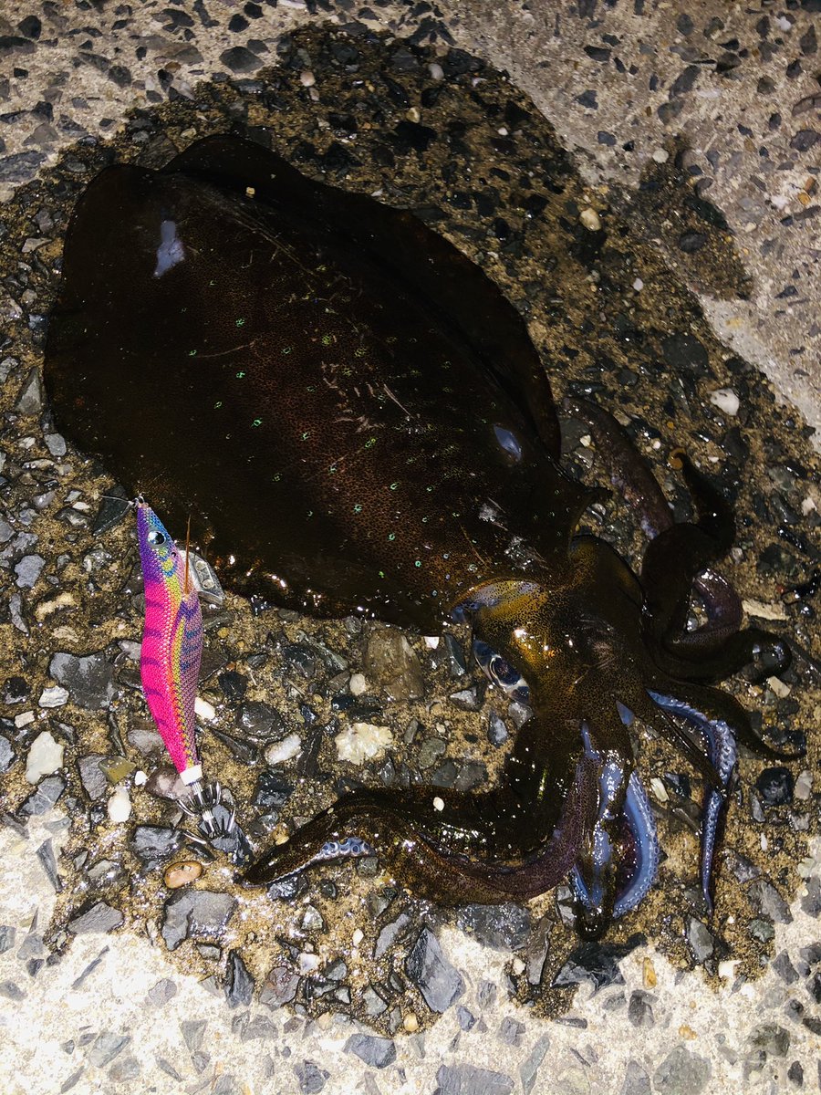 DX39715648's tweet photo. 福岡、主に北九州でエギングしてます🦑
福岡でエギングされてる方と情報共有など出来たらなと思ってアカウント開設しました😊
気になった方どんどんフォローしていきますんで良かったらフォローお願いします🤲🤲 https://t.co/TIhk22dQlH