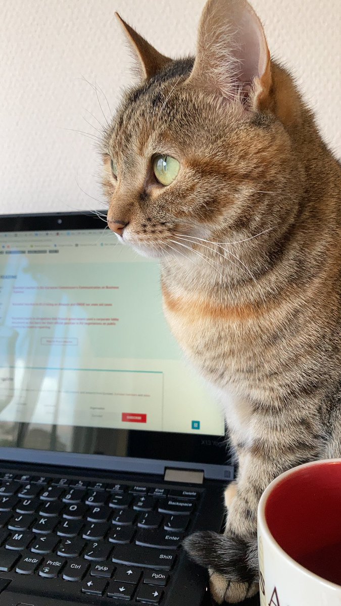stokes_the_fire's tweet photo. My WFH boss woke up today and did not like what she saw. 😬
#DeleteEverything #StartAgain #CatsOfTwitter https://t.co/q0v3NYYddQ