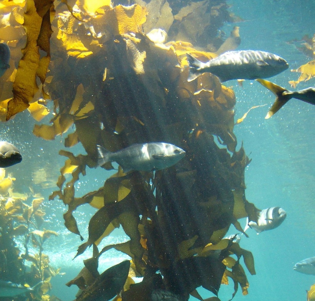 Algae_Chat's tweet photo. Kelp: the unsung hero of carbon dioxide absorption https://t.co/q3IgSmYcZy⠀
⠀
#algae #alga #microalgae #macroalgae #seaweed #kelp #algaepreneur #algaechat #algaeinnovation #algaescience #algaetech #aquaculture #algaculture https://t.co/5WEn89mKAY https://t.co/aJ5hsyNfKw