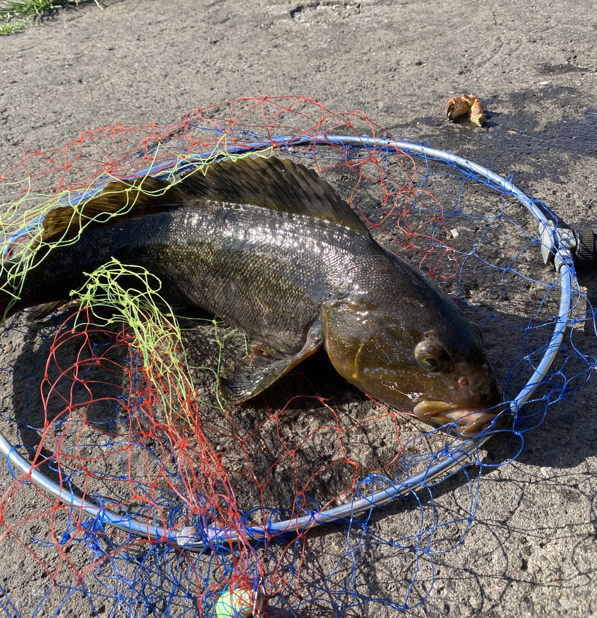 釣り好き船乗り 室蘭 アブラコ43 52cm 大きいワーム ５インチ での早巻きの釣りを試して見て狙い通り大きい魚が釣れてくれたので嬉しいです T Co Cpehtqv69i Twitter