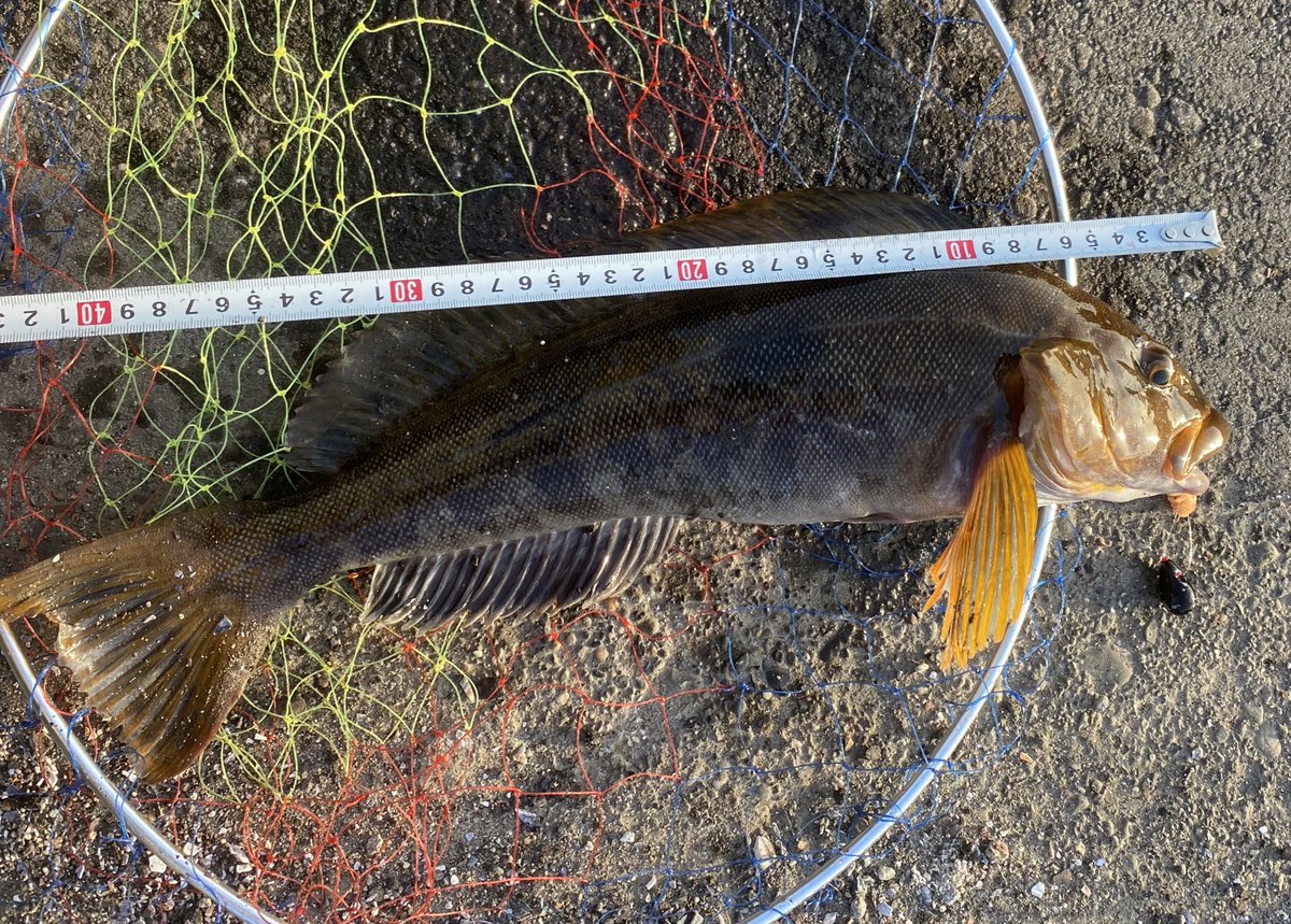 釣り愛好家 休暇中 室蘭 アブラコ43 52cm 大きいワーム 5インチ での早巻きの釣りを試して見て狙い通り大きい魚が釣れてくれたので嬉しいです 釣り愛好家 休暇中 室蘭 アブラコ43 52cm 大きいワーム 5インチ での早巻きの釣りを試して見て狙い通り大きい魚が釣れてくれたので嬉しいです