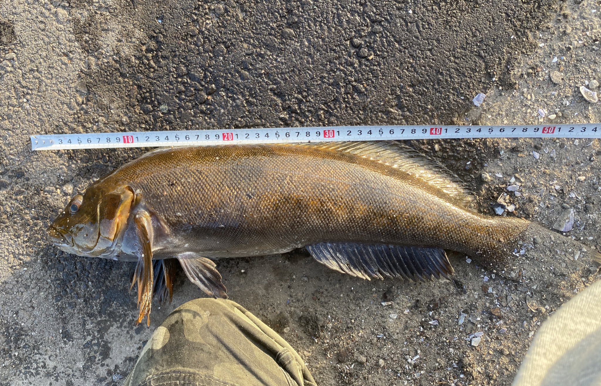 釣り好き船乗り 室蘭 アブラコ43 52cm 大きいワーム ５インチ での早巻きの釣りを試して見て狙い通り大きい魚が釣れてくれたので嬉しいです T Co Cpehtqv69i Twitter