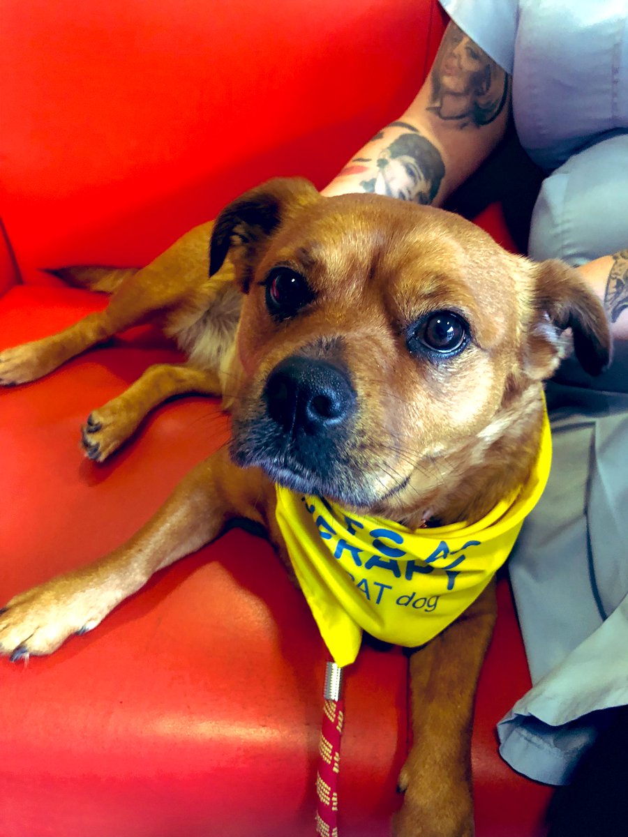 Yesterday we had our best friend back! 🐶💕 It’s been over a year since our last visit but we definitely made up for it with plenty of cuddles from everyone and they all fed back just how much they love and have missed <a href="/DaisyThePatDog/">DaisyThePatDog</a>