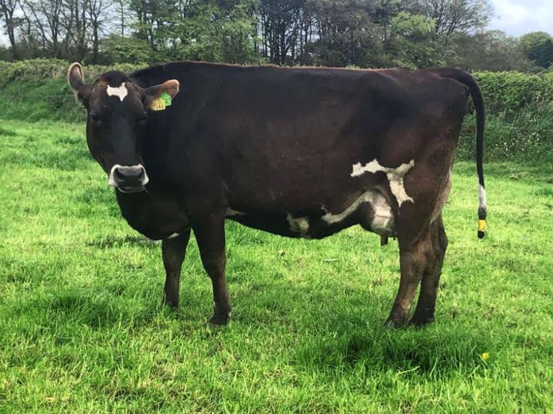 Excellent group of JEX &amp; Friesian Autumn calving cows. Still in milk &amp; can sell as they are or dried off. Due to calve from 7th Aug to 6th Sep and in calf to easy calving Belgian Blue AI. Fully vaccinated and combining very high EBI and high milk solids. grasstecgroup.com/livestock-avai…