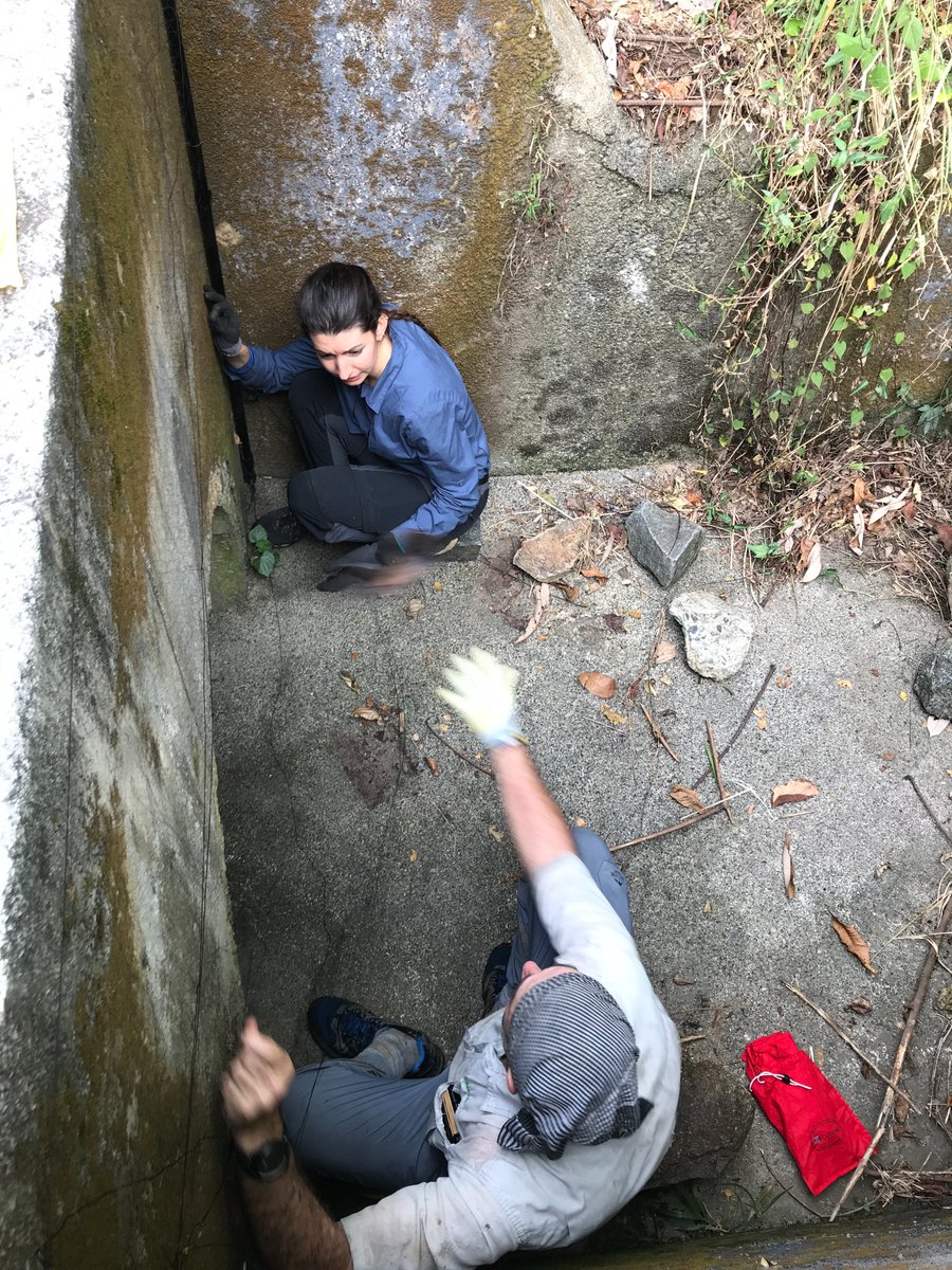 arualentina's tweet photo. 3.#WBTC2 #Con1 3⃣field surveys between 2018-2020 were done in different regions and habitats: primary & secondary #forests, 🍌 plantations & crops near by human settlements and natural & artificial #roosts.
A total of 233 🦇 were captured using mist-nets.
Find out which sp 🧐➡️🧵 https://t.co/7l2s5pmpbE