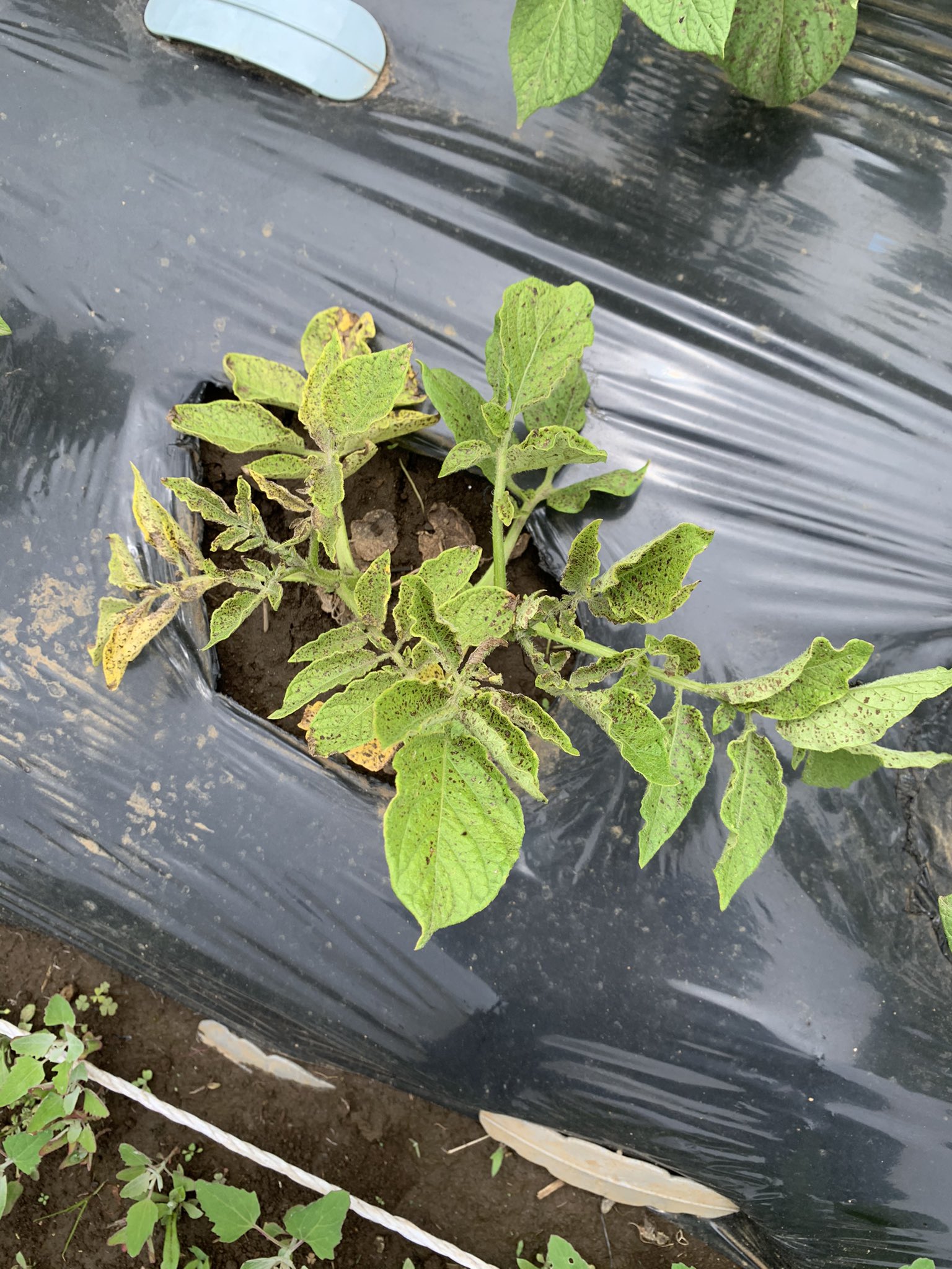 なるはるかぜ ジャガイモ モザイク病で枯れてしまった苗 そのままにしておくと雨で芋が腐ってしまうというので 掘り起こしてみました 小芋がぞろぞろ 全部大切にいただきます 家庭菜園 ジャガイモ モザイク病 T Co Vqnr9dpv9p Twitter