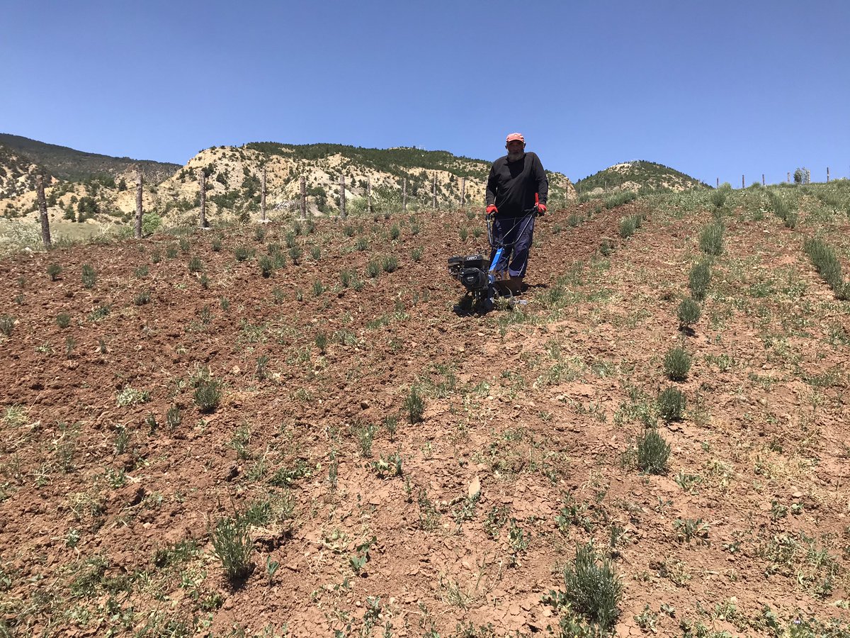 Kaymakamımız Mehmet Rıdvan Doğan ilçemizde tarımsal çeşitliğinin artırılması amacına yönelik 700 Fikir 700 Proje mottosuyla başlatılan ve %75 hibe destekli oluşturulan projeler kapsamında ilçemiz merkezinde oluşturulan çilek bahçesi ile lavanta bahçesine ziyaret gerçekleştirdi.