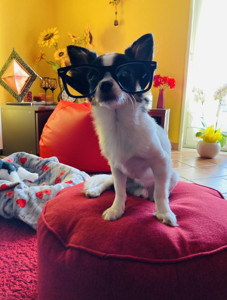 manuelaristucc1's tweet photo. Ops cosa vedono i miei occhi ...!😱😉#rocco #meraviglia #modello #gingillo #chiwawa https://t.co/xAmRvnVURR
