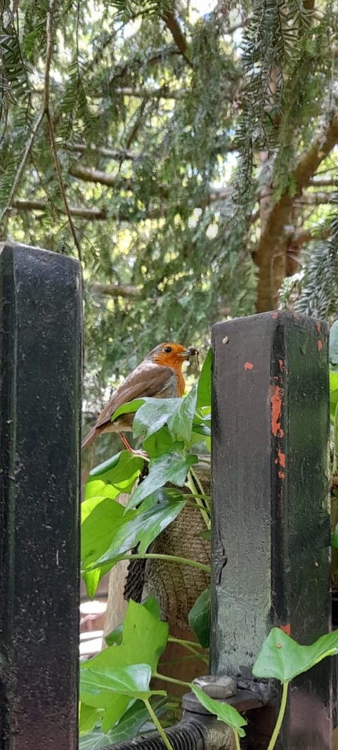 A Robin showing off its lunch
#southwarknature