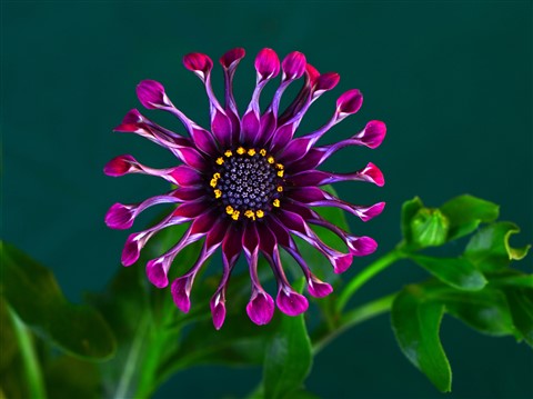 POPSICASE tweet media