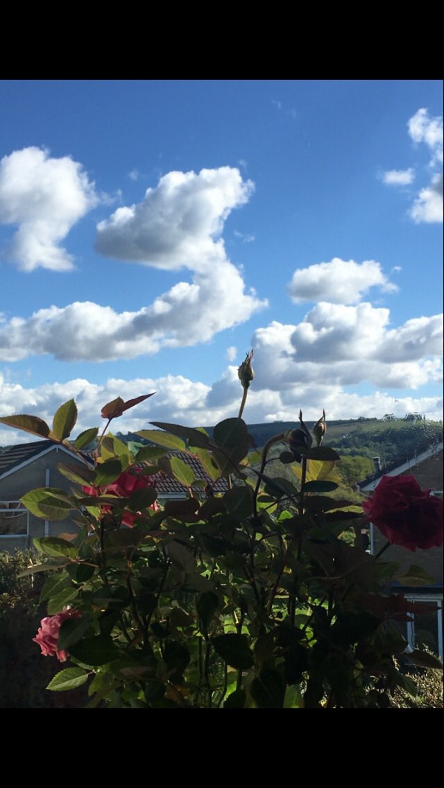 Jan_Lentzos's tweet photo. Cloud gazing...
Through my small bedroom window
☀️☁️ ☁️ ☁️ ☁️ 🌿🌹🌿 👀
#CloudGazing #TheView #FromMyWindow #MySmallBedroom #Window #Clouds #Sunshine #Hills #BlueSky #RosePlant #Photobomb #PotRose #OnMyWindowsill #SunnyDay #CloudWatching #SlowLiving #CloudSpotting @CloudAppSoc https://t.co/ysZGxqXYIY