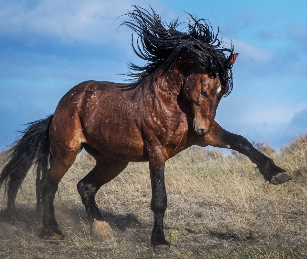 SusanGoudge's tweet photo. @BLMNational Please #haltthehelicopters and review the current policies of removing wild horses &amp; burros from our public lands. https://t.co/vA43ncGR83