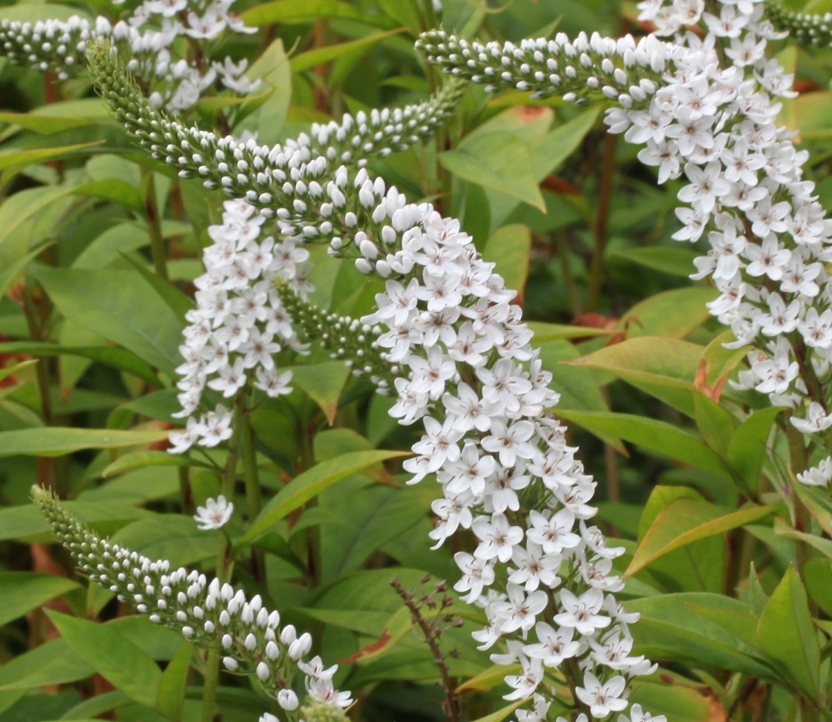 Plantheritage's tweet photo. Could you help safeguard our garden plants by starting a collection of a missing genus?
Such as Lysimachia. From creeping, ground cover plants to stately perennials, this genus suits variety of gardens.
Find out more: https://t.co/otr52uhZYs
#MissingGenera #PlantConservation https://t.co/qpCpfmRmJr