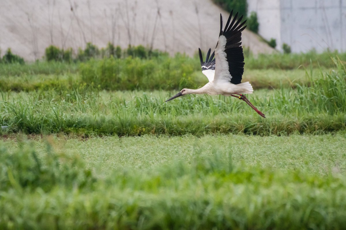 s7t73pf71's tweet photo. 最近、数が減っていた雲南市のコウノトリ、少し増えてきて現在6羽(この4羽と今日は会えなかったJ0118 げんきくん、J0144)
あと巣立ち前の雛が4羽います♪
#コウノトリ #野鳥 #島根県 #雲南市 #j0051 #j0293 #j0135 #j0172 https://t.co/hkTtej2bL0