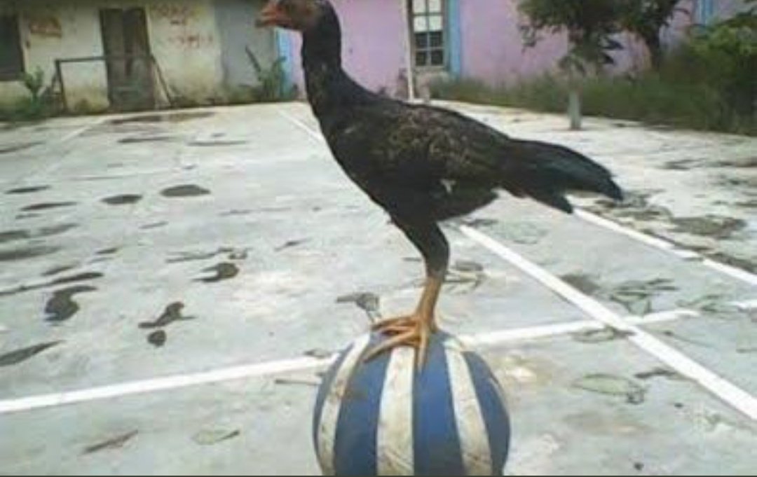 Tyfb15's tweet photo. @gokerinho Tabiki eşşek ingiliz hamsisi tottenham'a vurgun yapan Mourinho https://t.co/QUMVNRs5za