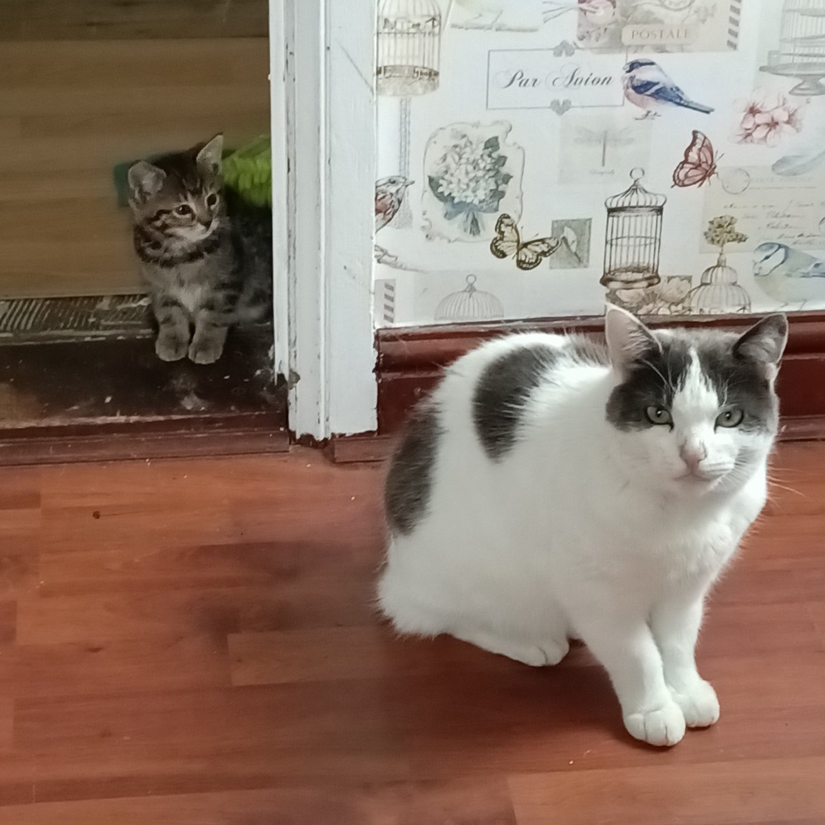 PennyAndColin2's tweet image. #profilepic Hello we are new to Twitter, we are Penny (I&apos;m on the right) and Colin. #CatsOnTwitter