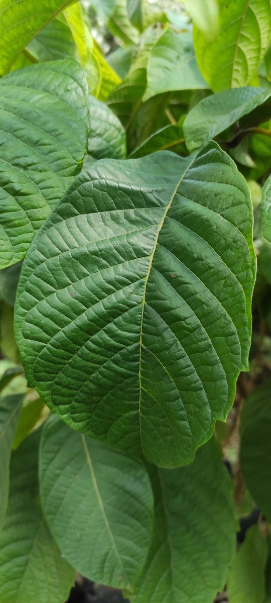 Meru Oak #MyRoots 

Uses: Ornamental, windbreak, shade, edible fruit. 
#IndigenousAwareness
#1MillionMitiChallenge
#TreeMuseum 
#GardenersWorld
#Botanical 
#Botany 
#Sustainability 
#Forests