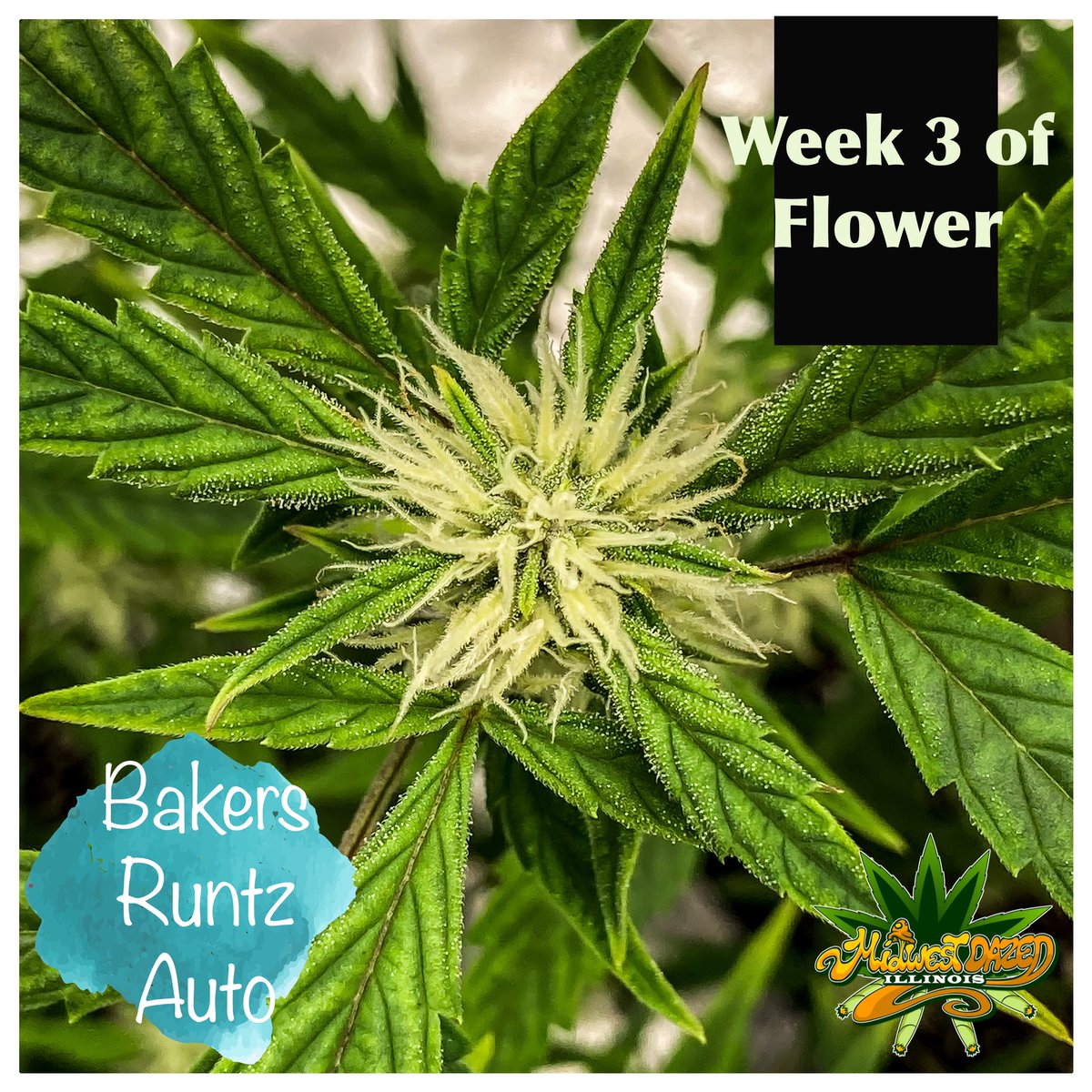midwestdazedil's tweet photo. This is one of my three Bakers Runtz autos from #THCToneGenetics I’m currently growing at week three of flower #CannabisCommunity #Cannabis https://t.co/ePBXK4yaU3