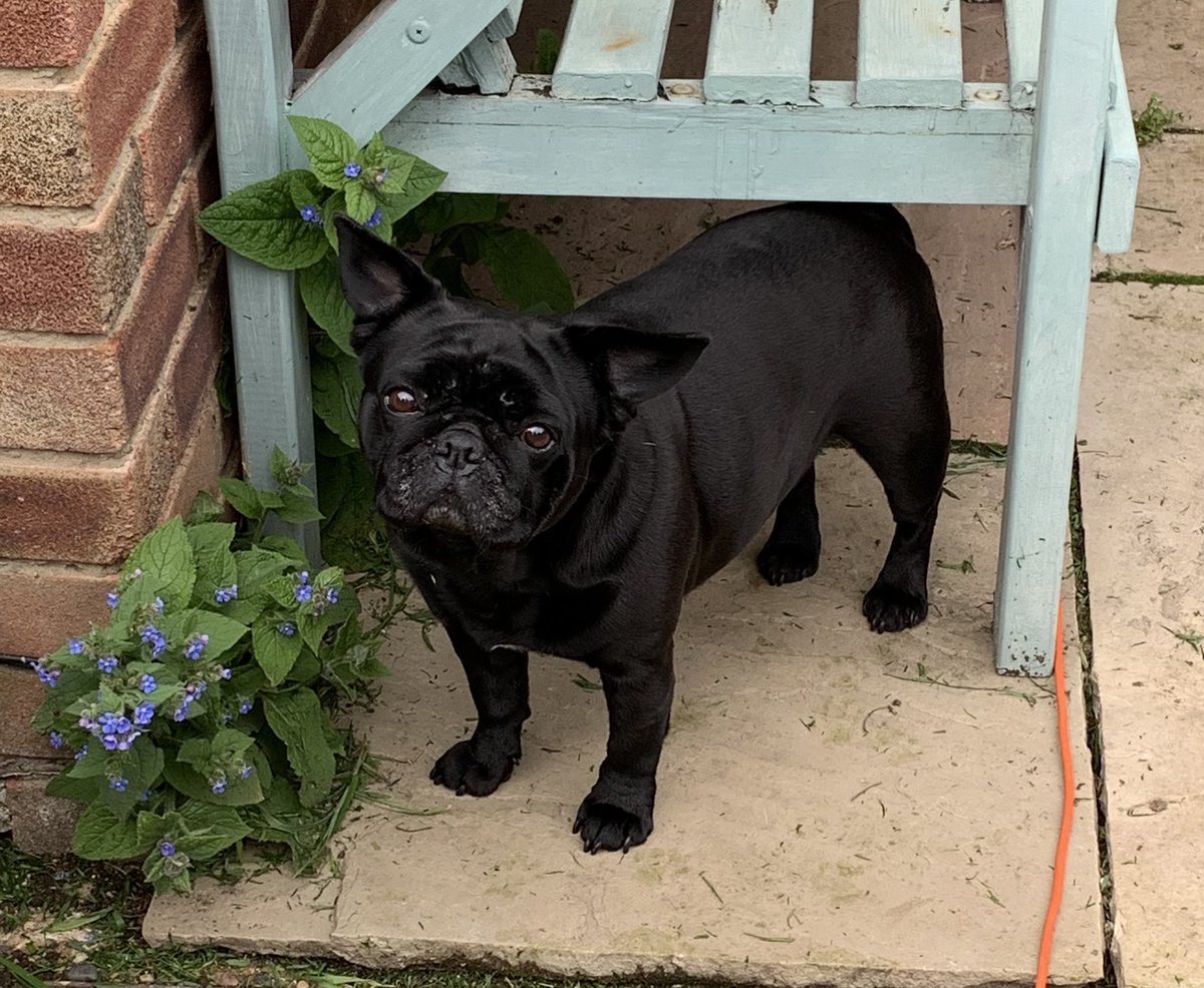 xfrenchiepug's tweet photo. Happy 6th birthday to my beautiful fur baby Lola, such a character, the sweetest girl but sassy at the same time, diva and drama queen, wouldn’t have you any other way, love you to bits ❤️🐶😍🎁🎂 #birthday #dogsoftwitter #love #frenchiex #myworld #Diva 😘 https://t.co/5sOwFmur0r