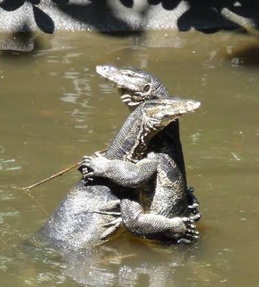 อยากมีมิตรภาพดีๆแบบนี้บ้างคะ