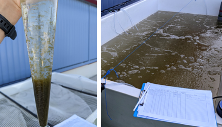 IPacuicultura's tweet photo. . @Ctaqua está realizando una prueba piloto para estudiar la viabilidad de la tecnología #biofloc en el cultivo de mugílidos https://t.co/7D7YbvtchZ
Lo hace en el marco del proyecto #FISHFLOC, liderado por el Centro Tecnológico del Cluster de la #Acuicultura (CETGA) https://t.co/2h3aCLd53J