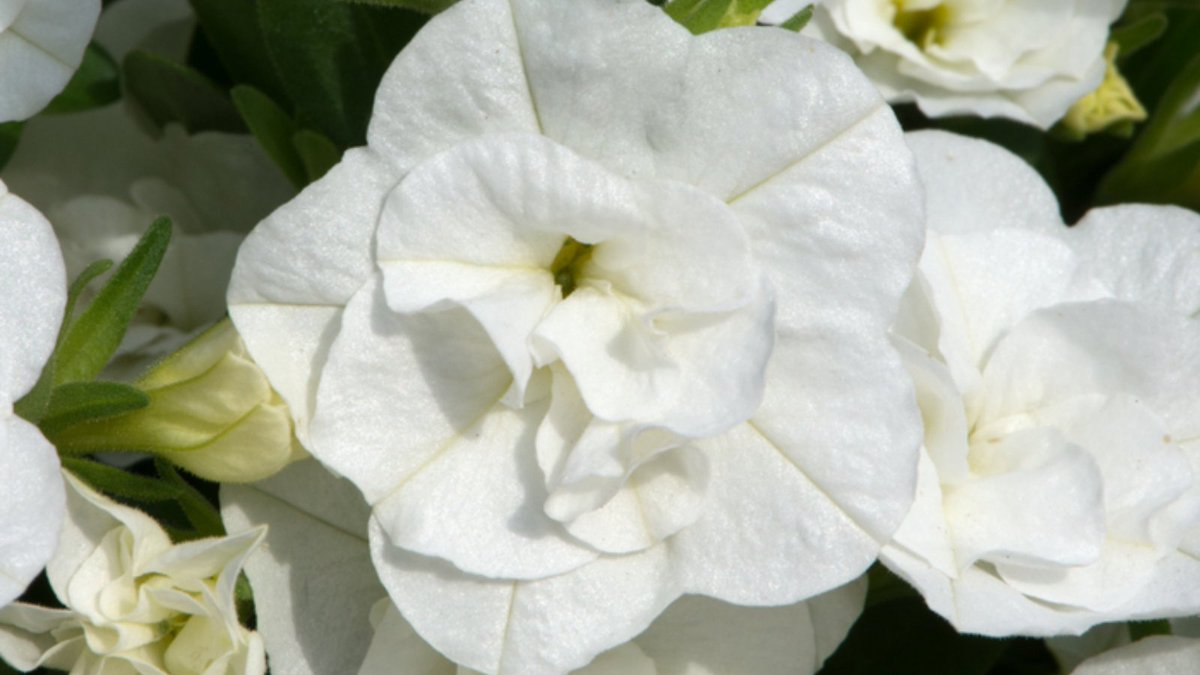 Like a tiny petunia on steroids, Calibrachoa Can-Can Double White grows and flowers at an amazing rate. These extremely vigorous plants offer cascading, fully double white blooms which are perfect for creating accents in your containers or hanging baskets this summer.