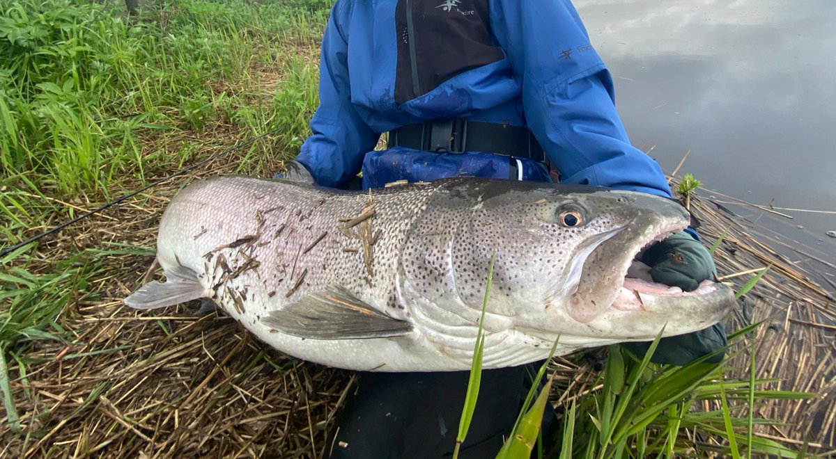 ナマゾン 旧ななおと Namazumana Twitter