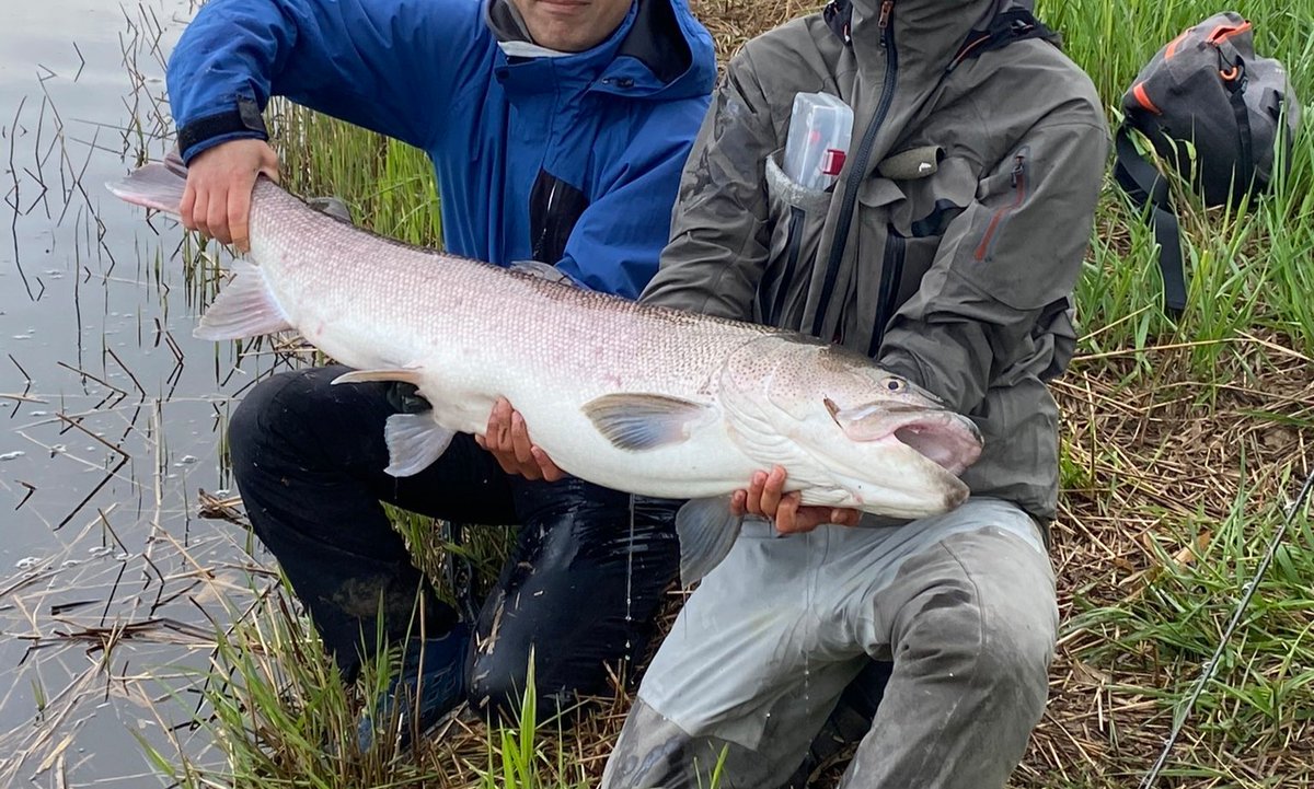 ナマゾン 旧ななおと Namazumana Twitter