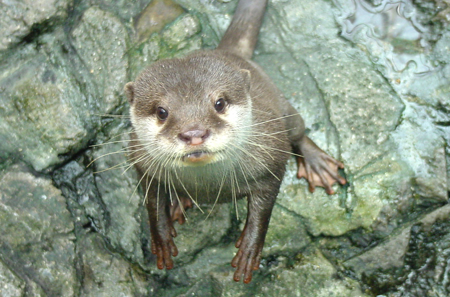 大阪 海遊館 今日の 世界カワウソの日 はカワウソの鼻にも注目してみませんか カワウソの鼻鏡のイラスト 左上 コツメカワウソ 左下 ツメナシカワウソ 右上 カナダカワウソ 右下 ユーラシアカワウソ T Co Nnumif6ykt Twitter