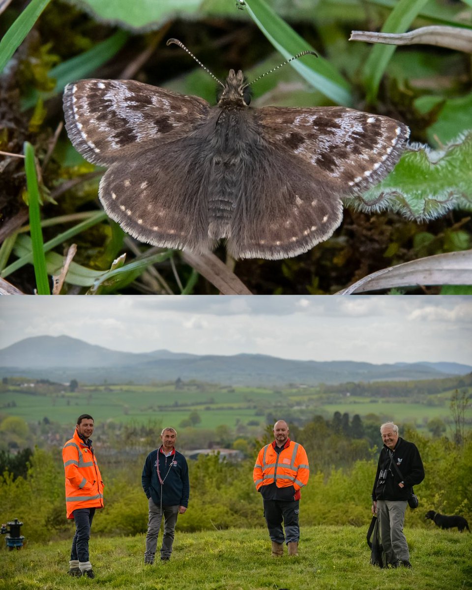 Butterfly Conservation 🦋 tweet media
