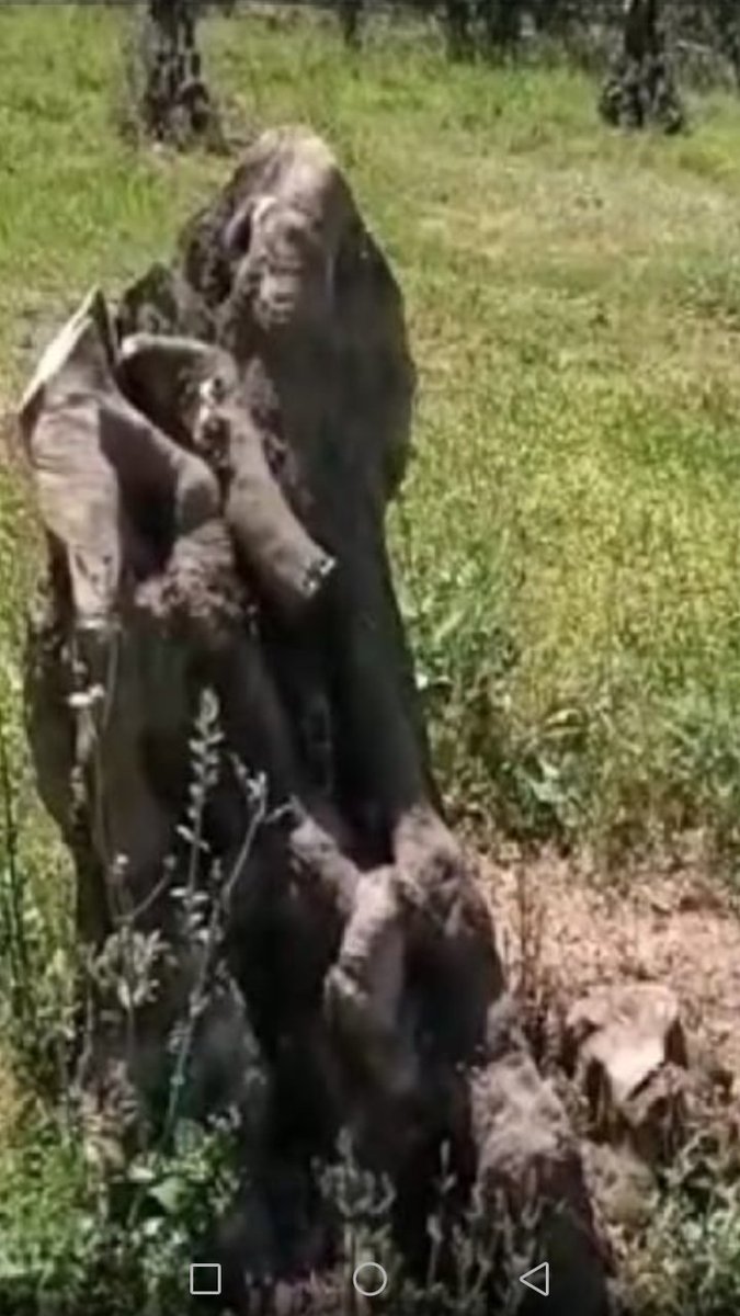 #RTErdogan #bursabüyüksehir #bekirpakdemirli #bursaicinomuzomuza sayın büyüklerimiz, milli bir değerimiz olan zeytin ağaçlarının ziyan edilmemesi için yardımlarınızı rica ederiz