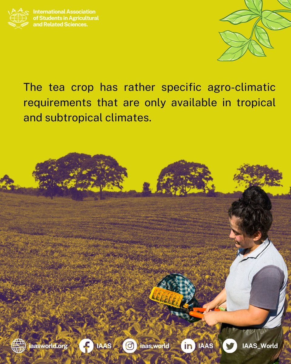 IAAS_World's tweet photo. #WorldTeaProduction
Tea is one of the most manufactured drinks most consumed in the world. here we have some facts about the production and trade situation for tea
#Tea #TeaCrop #TeaPlant https://t.co/KxuYJBjymR