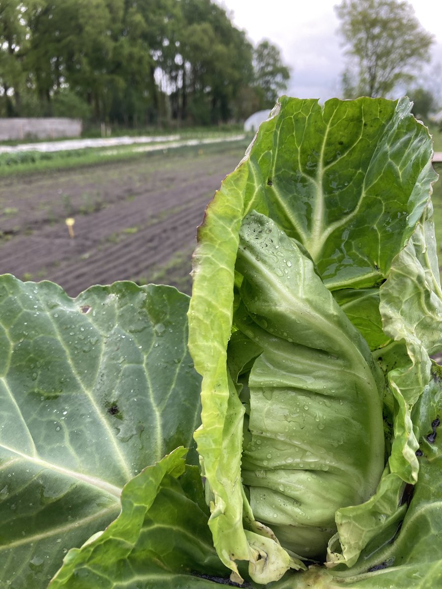 Vandaag oogsten we onze eerste ‘weduwen’ teelt spitsbogen! Begin oktober gezaaid, overwintert als klein koolplantje in de kas, half maart uitgeplant, vanmorgen geoogst, vanmiddag op de kraam! #moestuin, #biologisch #Eyckenstein
