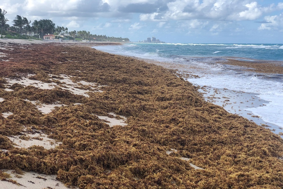LAST NEWS: SARGASSUM NOW WORLD’S LARGEST HARMFUL ALGAL BLOOM DUE TO NITROGEN
#sargassum #sargasses #sargazo #sargasso sargassummonitoring.com/2021/05/26/sar…