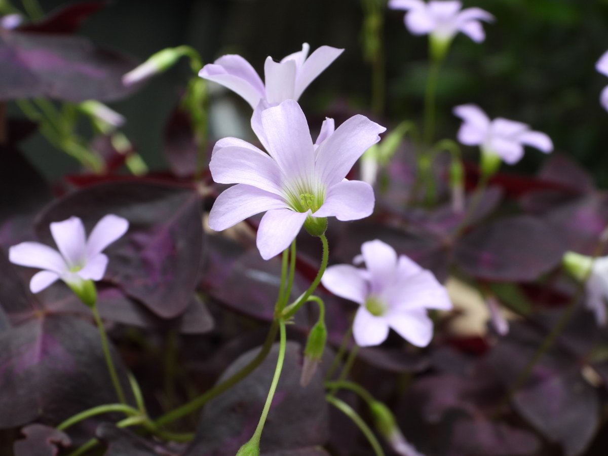 オキザリス トリアングラリス