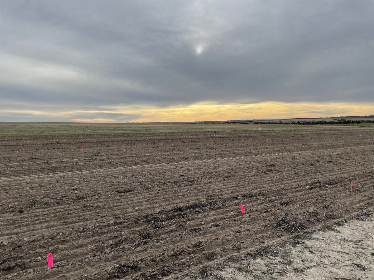 Another pre-em trial sprayed and grower sown. This one for <a href="/NufarmAustralia/">Nufarm Australia</a> to see how #terrain  performs in wheat. <a href="/joel_lancaster/">Joel Lancaster</a> <a href="/byron_milne/">Byron Milne</a> <a href="/MikeLamondSLR/">michael</a>