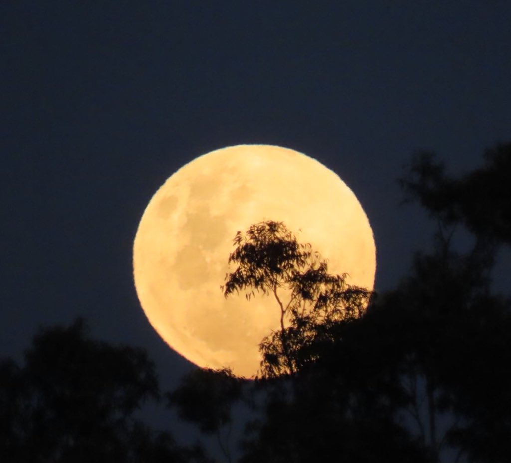 Moonrise over UQ. #FullMoon #BloodMoon #LunarEclipse2021 <a href="/UQ_News/">UQ News</a>