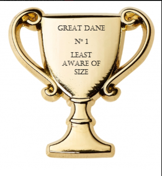 Mat_LGBTYS's tweet photo. Last night was canid night at YOGHURT! As well as a lot of excellent dog pics we gave out these awards..
Do you agree? What other categories would you have included? https://t.co/hLM99VaYtE