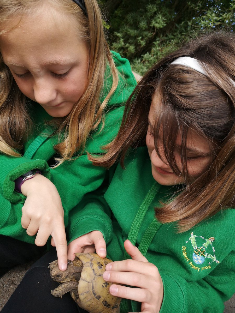 bps_y6's tweet photo. We are loving getting to know Elmer and Cyril. #tortoisepower https://t.co/KsuLONkr7H