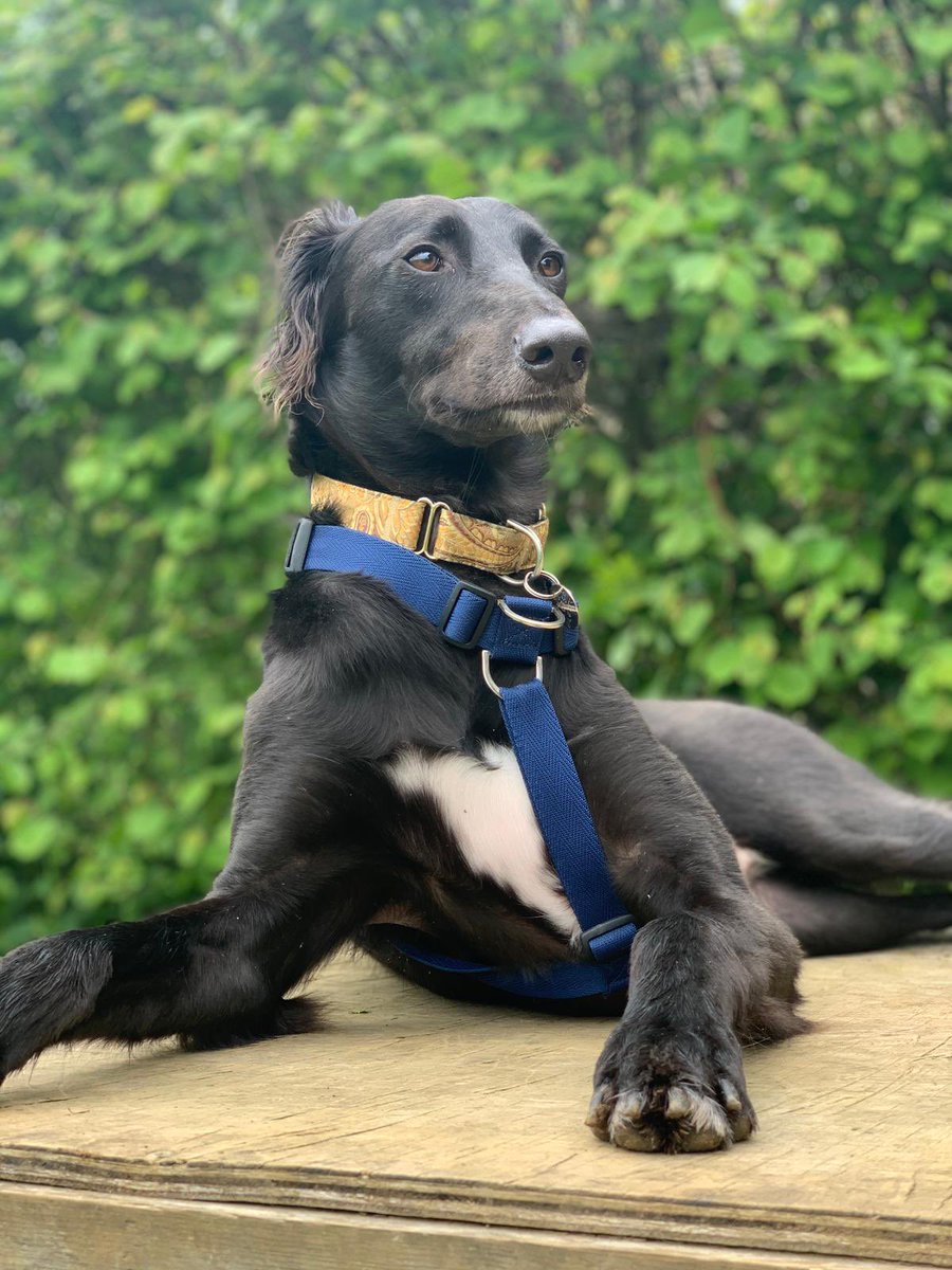 Just a few of the rescue animals currently with us ❤️ Thank you for the lovely photos Liam!