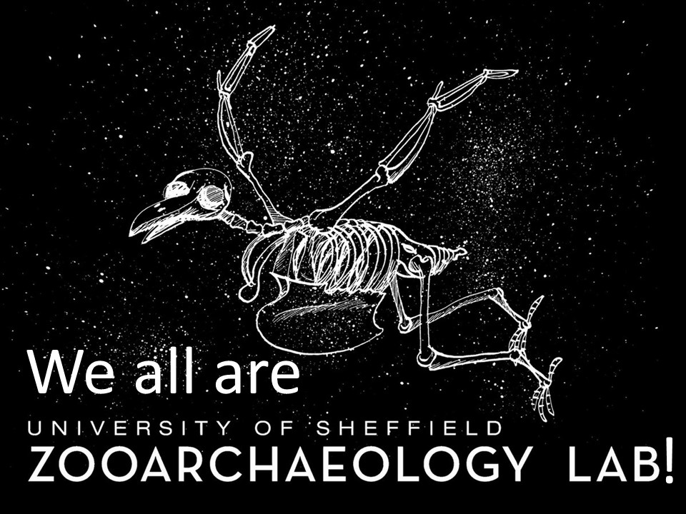 ZooarchLabSheff's tweet photo. #SaveSheffieldArchaeology Look at what our friends from Barcelona (gracias Jordi Nadal!) have come up with! https://t.co/Y0td8dSDZN