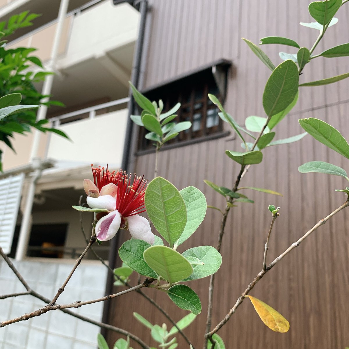 フェイジョアの花 ট ইট র অন সন ধ ন フェイジョアの花 ট ইট র অন সন ধ ন